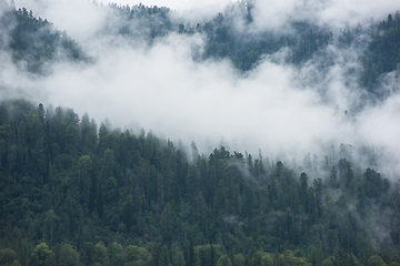 Image showing Forested mountain slope