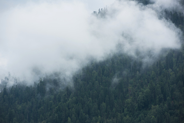 Image showing Forested mountain slope