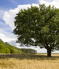 Image showing oak lonely growing