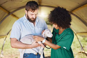 Image showing Farm, healthcare and veterinary team with lamb for checkup, health inspection and medical care. Farming, agriculture and black woman and man with stethoscope for animal consultation in countryside