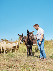 Image showing Farming, animals and man with cattle on a field for agriculture, sustainability and entrepreneurship. Farm, sheep and farmer with a donkey and a pony on the countryside for sustainable living