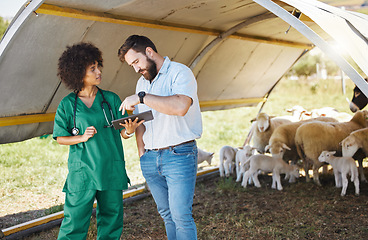 Image showing Vet, tablet and farmer or people with sheep medical data, results or online review for healthcare inspection. 5g tech, farming and agriculture animals with black woman nurse and small business owner