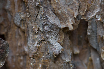 Image showing Tree trunk after being cut, background