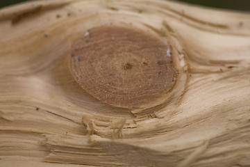 Image showing Tree trunk after being cut, background