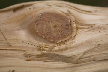 Image showing Tree trunk after being cut, background