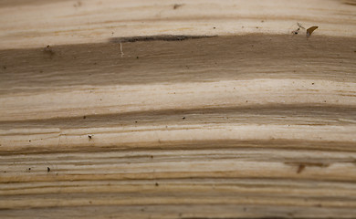 Image showing Tree trunk after being cut, background