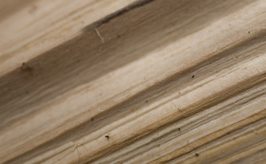 Image showing Tree trunk after being cut, background