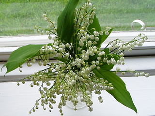 Image showing lily, of the ,wood I