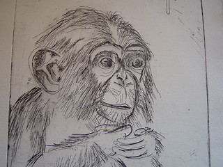 Image showing monkey,baby