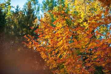 Image showing Yellow autumn leaves on the tree.