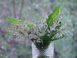 Image showing lily of the wood II