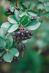 Image showing berries of black chokeberry.