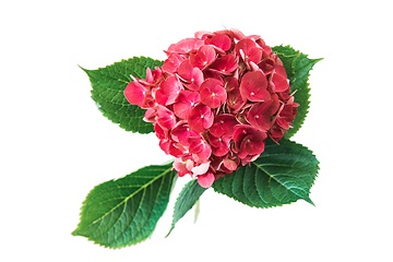 Image showing Pink flower of hydrangea