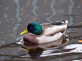 Image showing Black Liquid Water