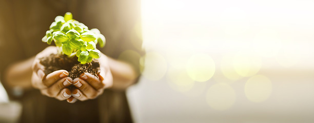 Image showing Plant in hands or palm for earth day, sustainability and gardening mockup in nature, agriculture and farming hope. Eco friendly, growth and person hand holding soil and leaves for green project