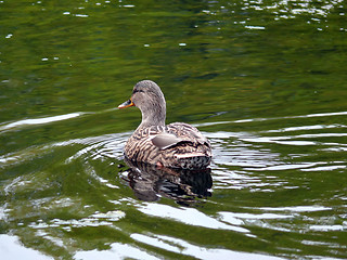 Image showing Green Swim