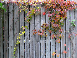 Image showing Autumn Background