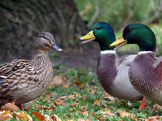 Image showing Males vs Female