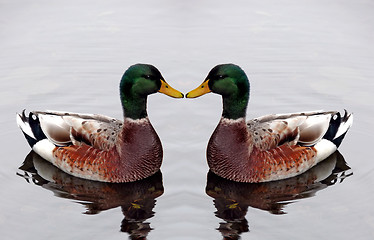 Image showing Male Mallards