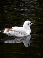 Image showing Gull In Black