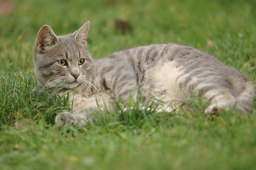 Image showing cat