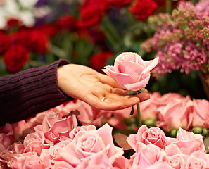 Image showing Garden, nature and hand with a floral pink rose for valentines day, romance or anniversary. Gardening, spring and closeup of a woman buying a bouquet of natural flowers or roses at a plant store.