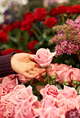 Image showing Roses, hands outdoor and plants in garden for peace, color and growth for valentines day gift. Flowers, plant leaves and sustainable gardening for beauty, bouquet and spring floral bush in nature