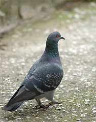 Image showing pigeon