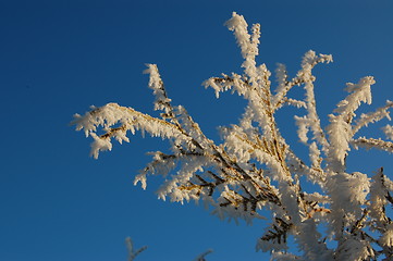 Image showing Frost