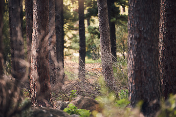 Image showing Forest, nature and landscape with trees and outdoor, woods or park with overgrowth and summer. Environment, green and natural with scenery, view and ecosystem with wilderness or woodland in Germany