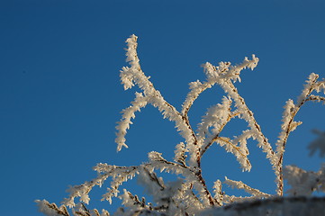 Image showing frost