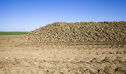 Image showing a large pile of harvested sugar beet