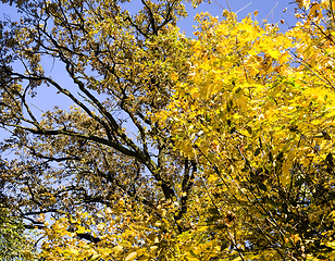 Image showing yellow foliage before falling