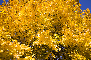 Image showing yellow maple