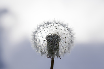 Image showing white with seeds dandelion