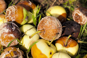 Image showing rotten Apple