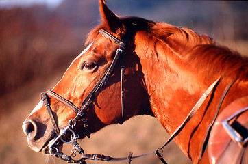 Image showing horse