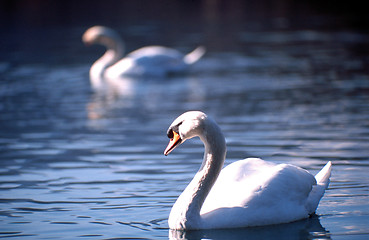 Image showing swan