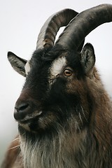 Image showing Goat portrait