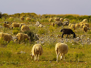 Image showing flock of sheep