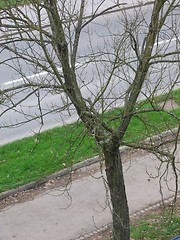 Image showing autumn tree