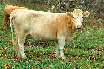 Image showing Cow in the Pasture