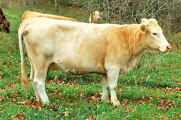 Image showing Cow on the Farm