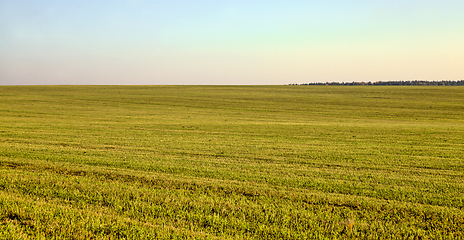 Image showing grass on the field, beautiful