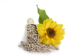 Image showing Sunflower Seeds