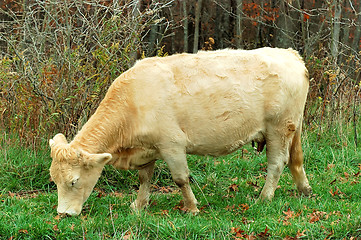 Image showing Cow Grazing at the Farm