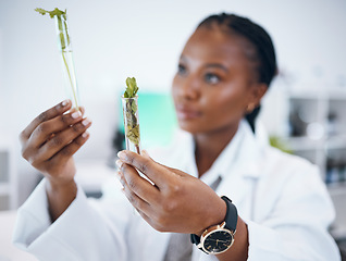 Image showing Black woman, medical science and plant sample in research laboratory, analytics and medicine. Woman, doctor or scientist study test tube at work for ecology, healthcare and future development