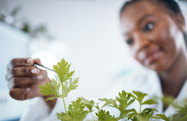 Image showing Black woman, plant science and research in laboratory for ecology, analytics and medicine. Woman, doctor and scientist hand to study at work for agriculture, healthcare and future medical development