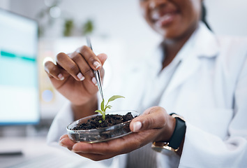 Image showing Black woman, science and laboratory plants in Petri dish for agriculture study, sustainability research and food security. Growth soil, eco friendly test and scientist or professional person hands