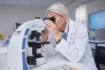 Image showing Senior woman, microscope and doctor in laboratory for research, experiment or innovation. Science, biotechnology and elderly female scientist with medical equipment for sample analysis or testing.